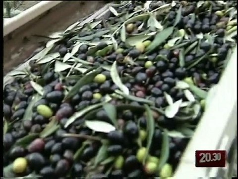 TG 07.04.10 Mariotto, un solo pugliese tra i dieci migliori assaggiatori d'olio d'Italia