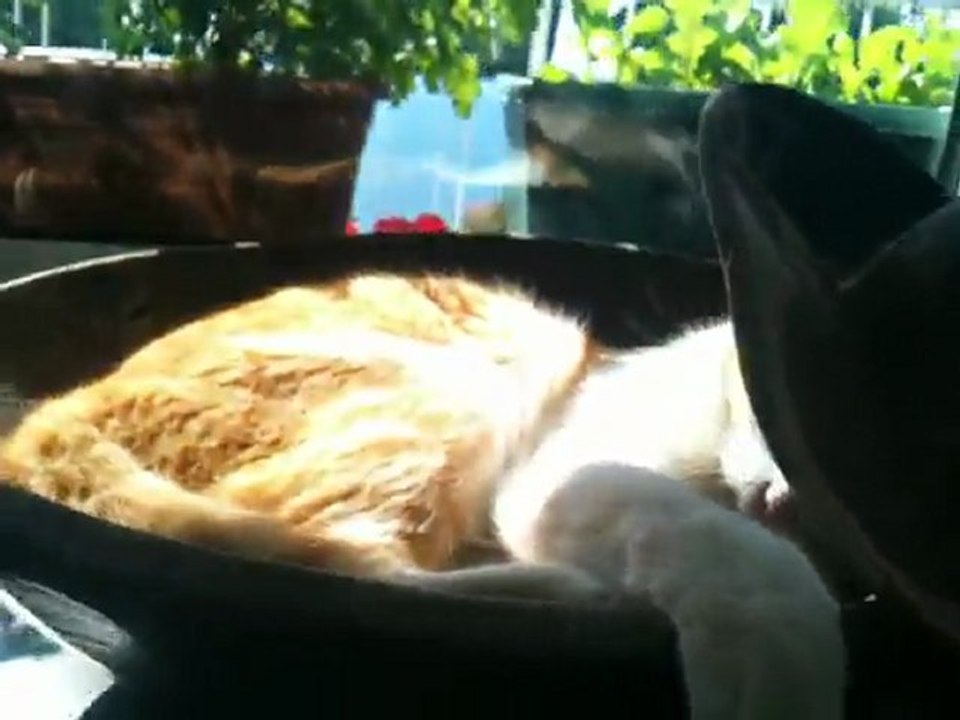 FUNNY  CAT  KUKİ