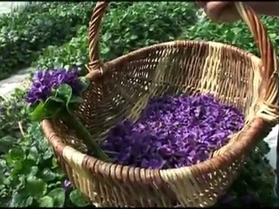 NICE AZUR TV - Violettes de Tourette sur loup