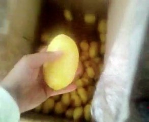 patates ve havuç soyma makinası