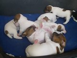 Chiots jack russell terrier LOF