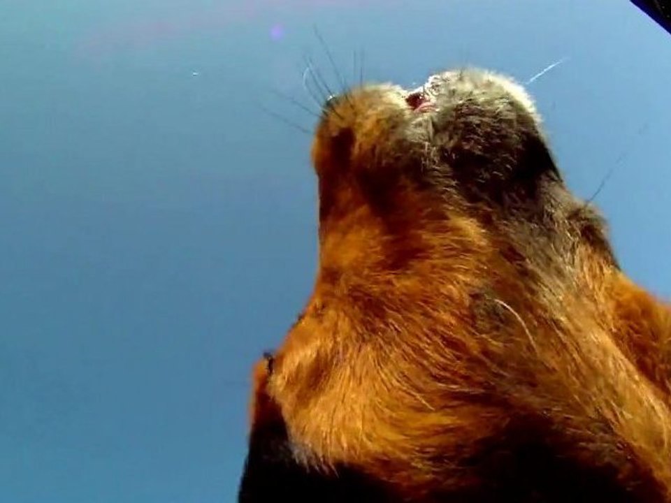 Le FIFIG, chez Paule et Momo