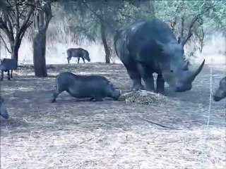 Nashorn und ein Warzenschwein