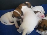 Chiots jack russell terrier LOF