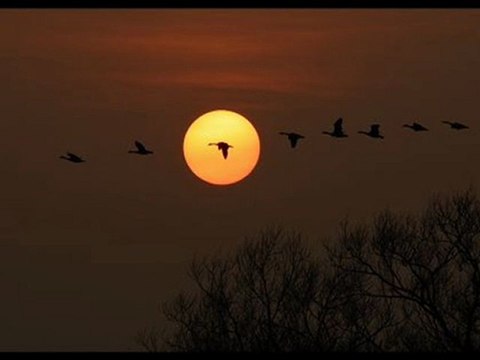 İSMAİL ÇAKIR-Aşağıdan gelende telli turnalar