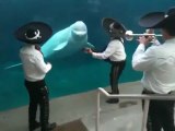 Comunicacion entre especies: Ballena Beluga baila al  son del  Mariachi