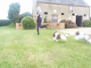 shih tzu puppy
