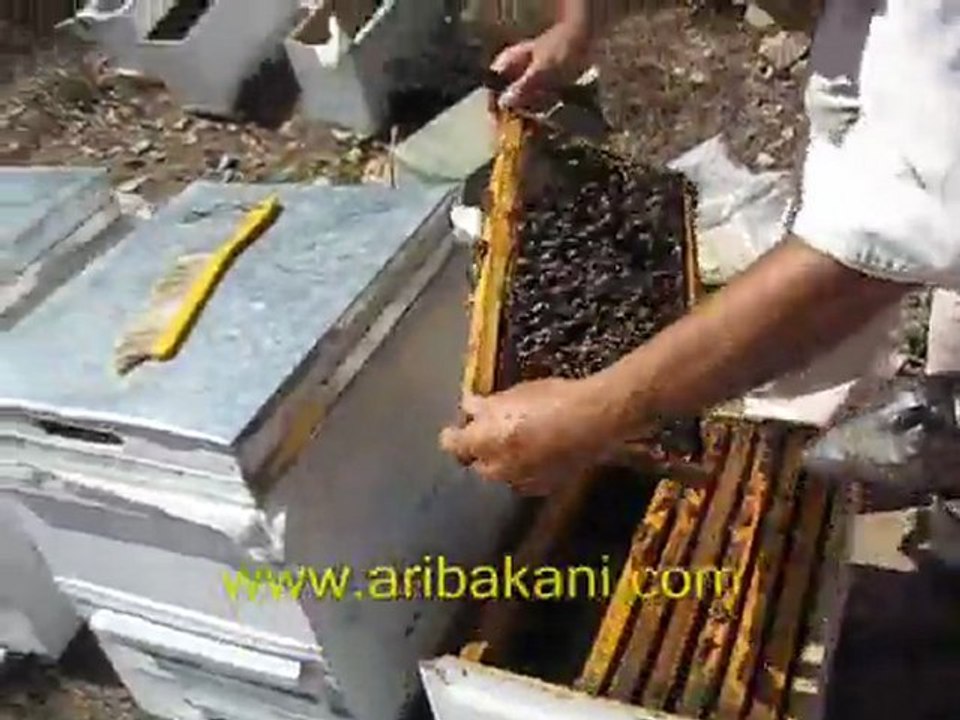 Trakya ay çiçek balı hasadı 2011 yılı, arıcılık videoları