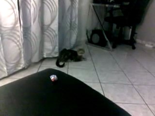 Chat - Voleur