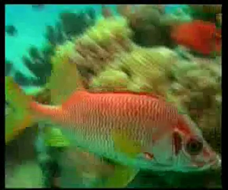 Deniz altındaki kusursuz uyum ve organizasyon