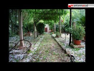 Video herunterladen: TG 09.06.11 Maltempo in Puglia, agricoltori in ginocchio per la grandine