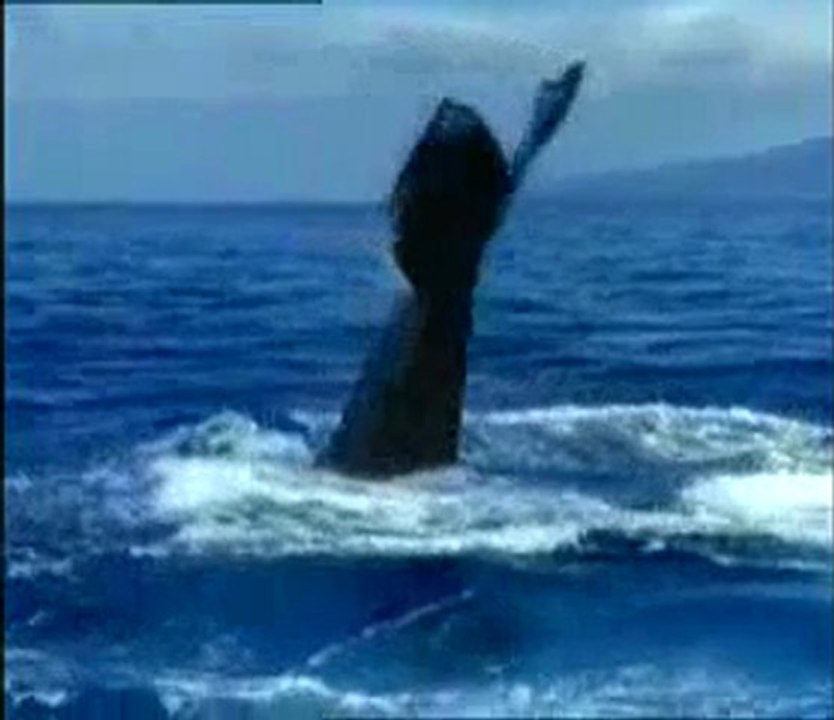 Yavruları için göç eden balinalar