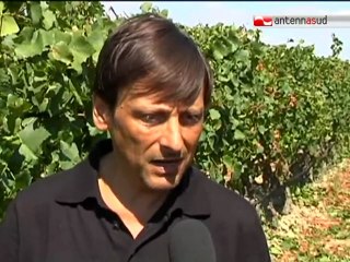 TG 12.08.11 Vendemmia 2011, per la Puglia si prevede un'ottima annata