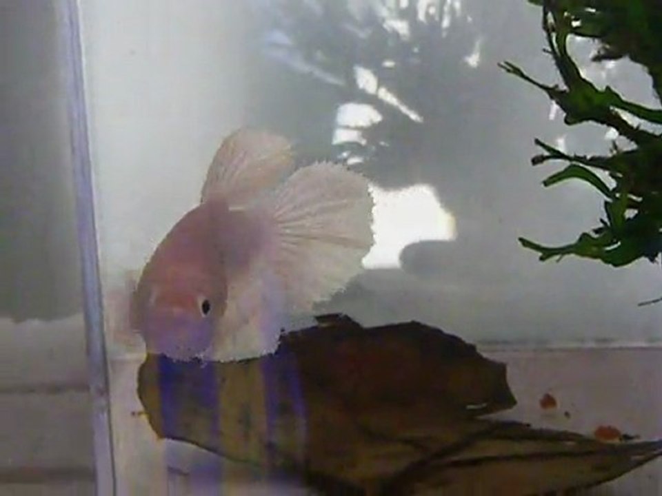 Mes poipoi