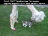 Lacey the manicured alpaca meets baby kitten