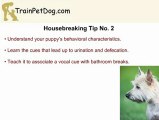 Cairn Terrier Training: Housebreaking A Puppy