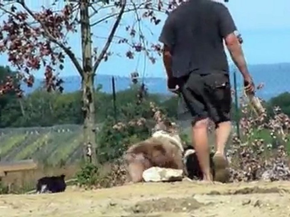 Mini aussies des Monts Bleus have fun!!