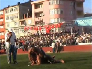 Alaplı 26. yağlı güreş 2011 final