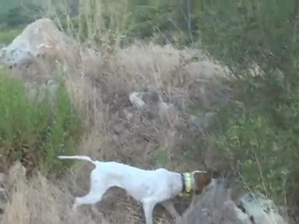 SICAK, NEMLİ HAVADA TAŞLI KAYALI VE  UZUN OTLU MERADA LEYDİ İLE BILDIRÇIN AVIM.