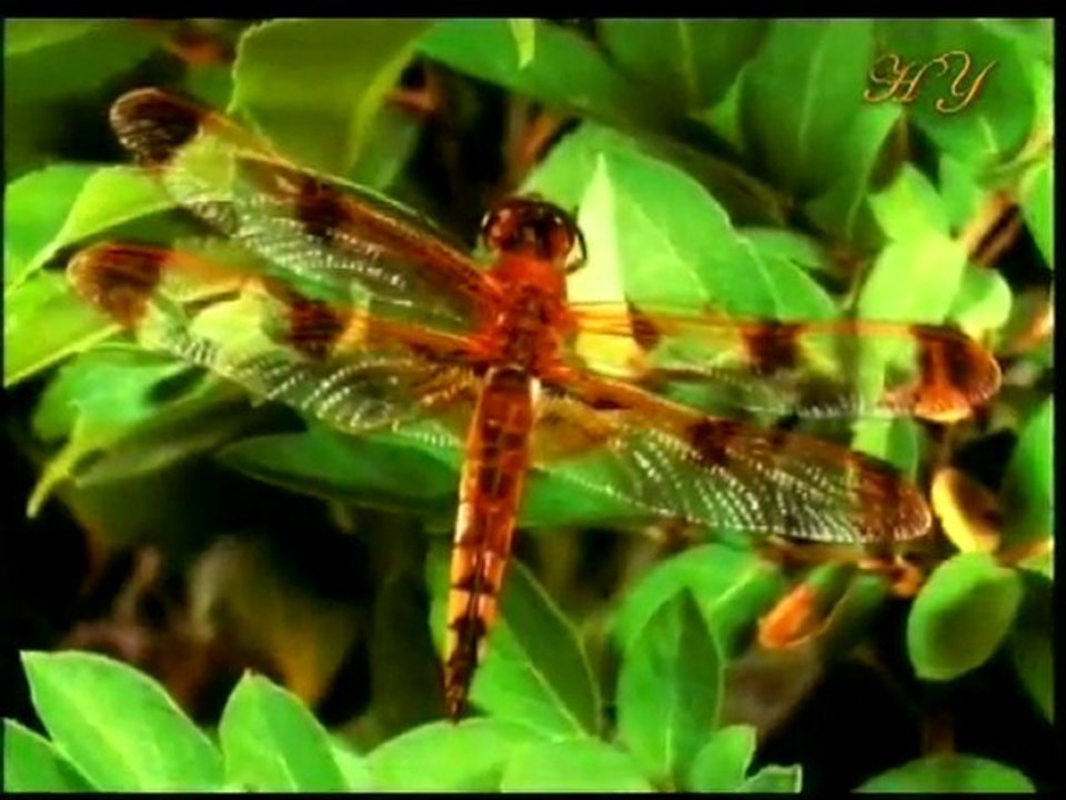 Harun Yahya TV - Dragon fly