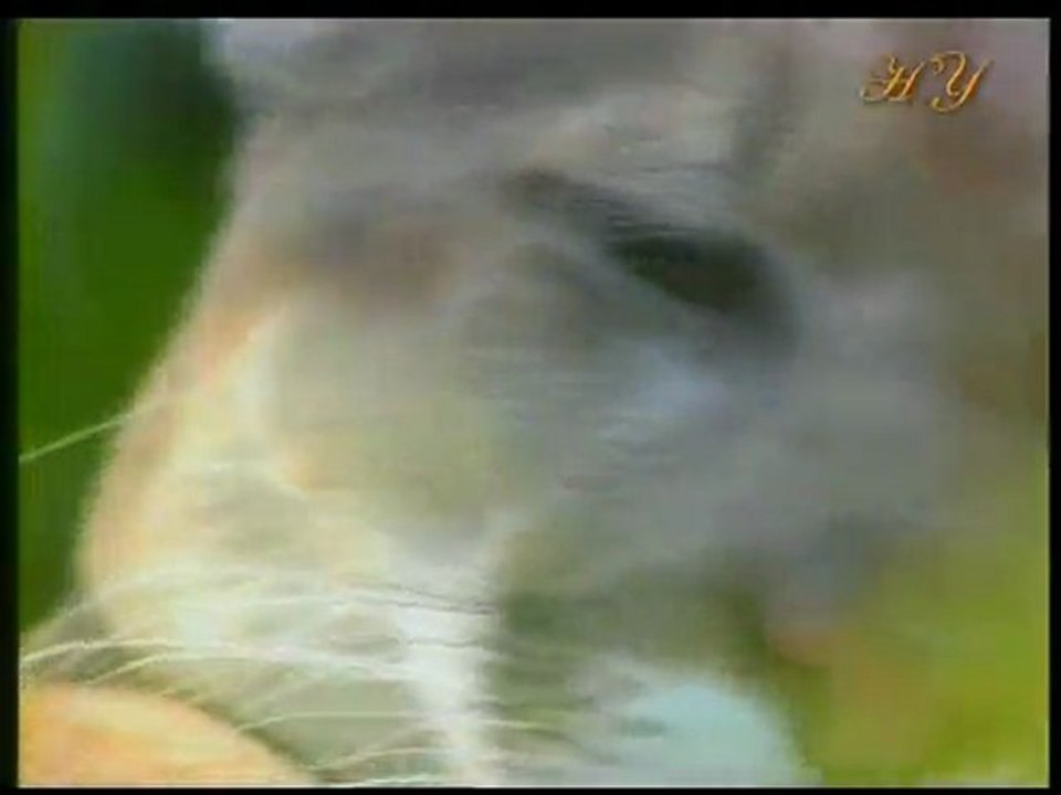 Harun Yahya TV - Puma