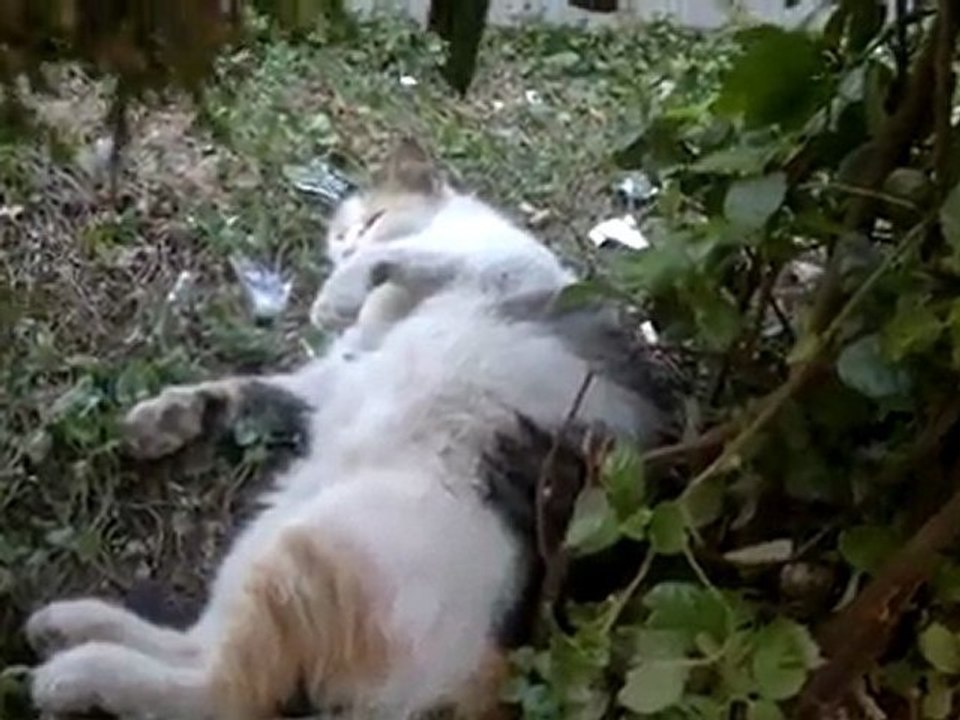 kedi kafayı bulursa