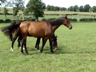 THEMIS au pré à 4 Ans