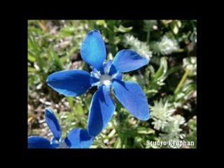 Eyüphan zarasız karmate nayino