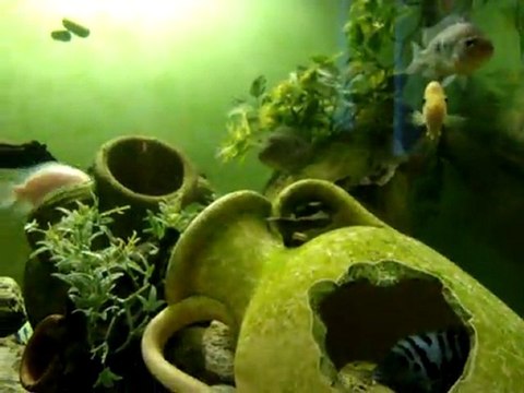 mon Bac de Cichlides Americain