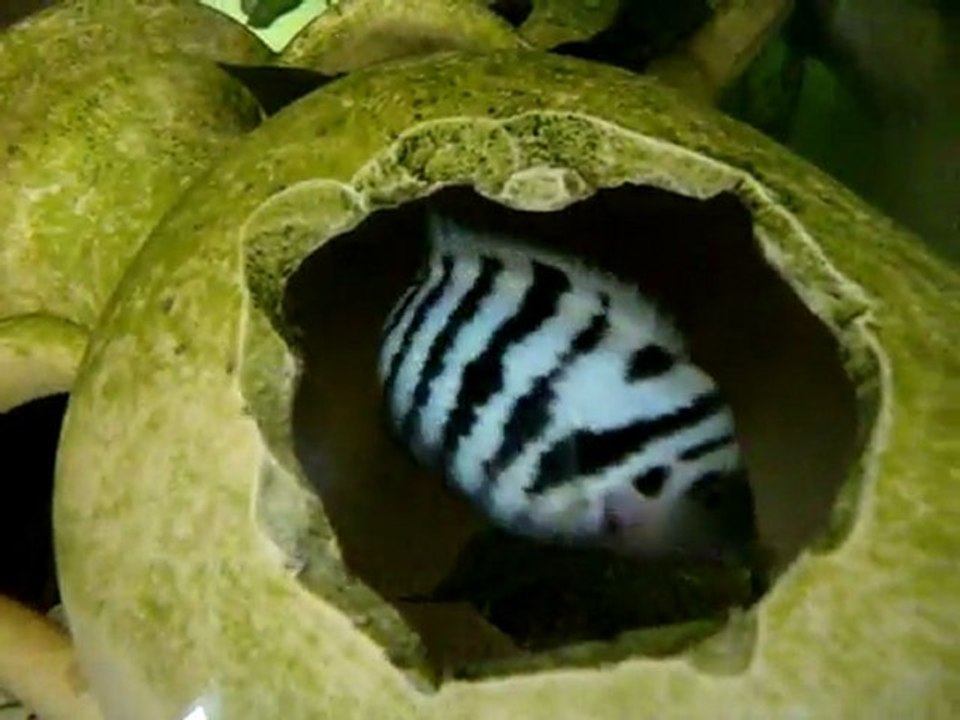 mon Bac de Cichlides Américain