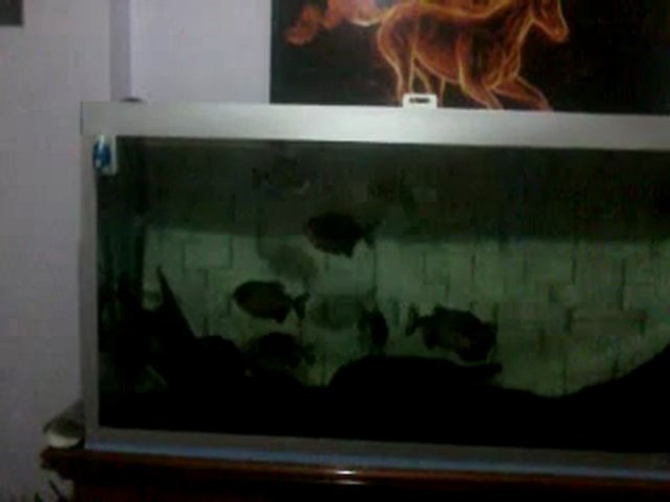 pirana eleme