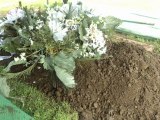 Tribute for Florentina SC De Silva at Holy Gardens Greehills Memorial Park last September 8, 2011