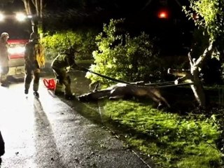 Drunk Swedish moose gets stuck in an apple tree