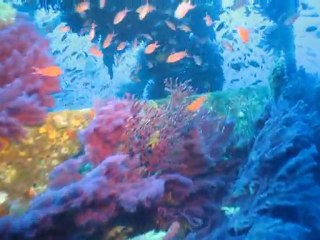 Avant du Donator - 11 -09-11