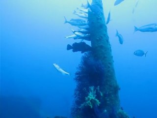 Donator 11-09-11 - Dentis et merous sur les restes du mat