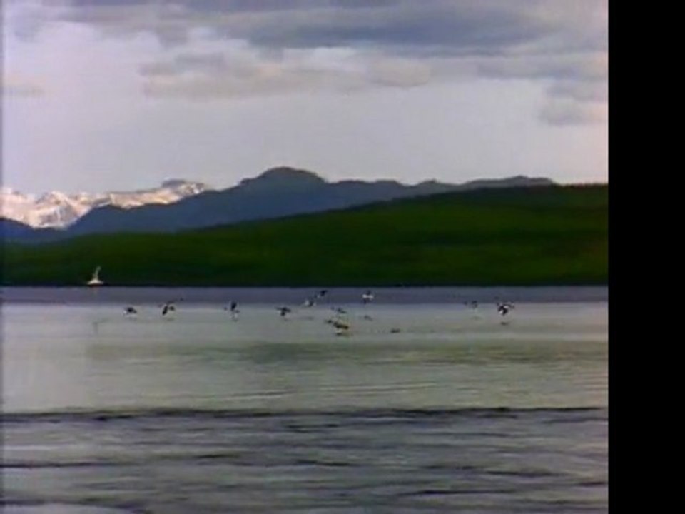 Allergy Medicine Review: Find the best Allergy Medicine for sale. Amazon.com - discount special offers and deals.