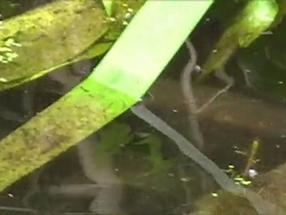 Des poissons dans un vivier
