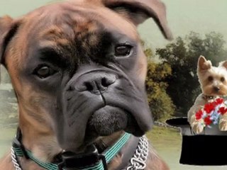 Pieski małe dwa-Urszula