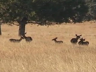 Cabañeros ya ofrece los primeros sonidos de la berrea