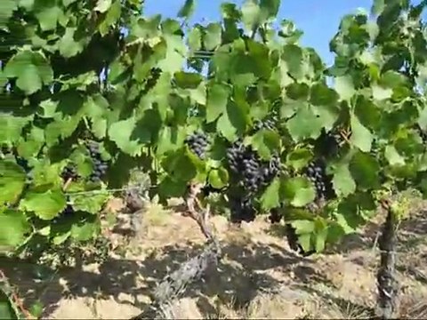 Domaine du Vissoux Septembre 2011 - Les Vendanges