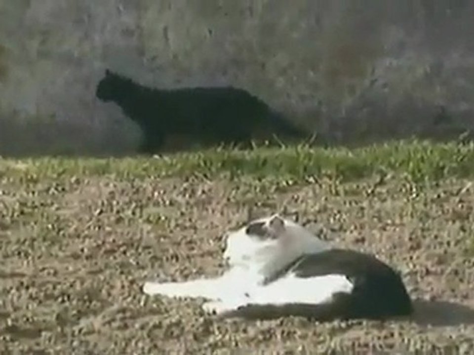 Les chats SDF