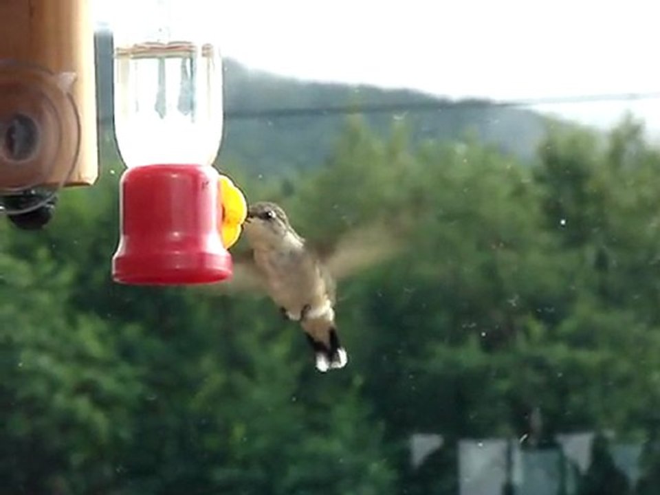 Colibri a l'abrevoir