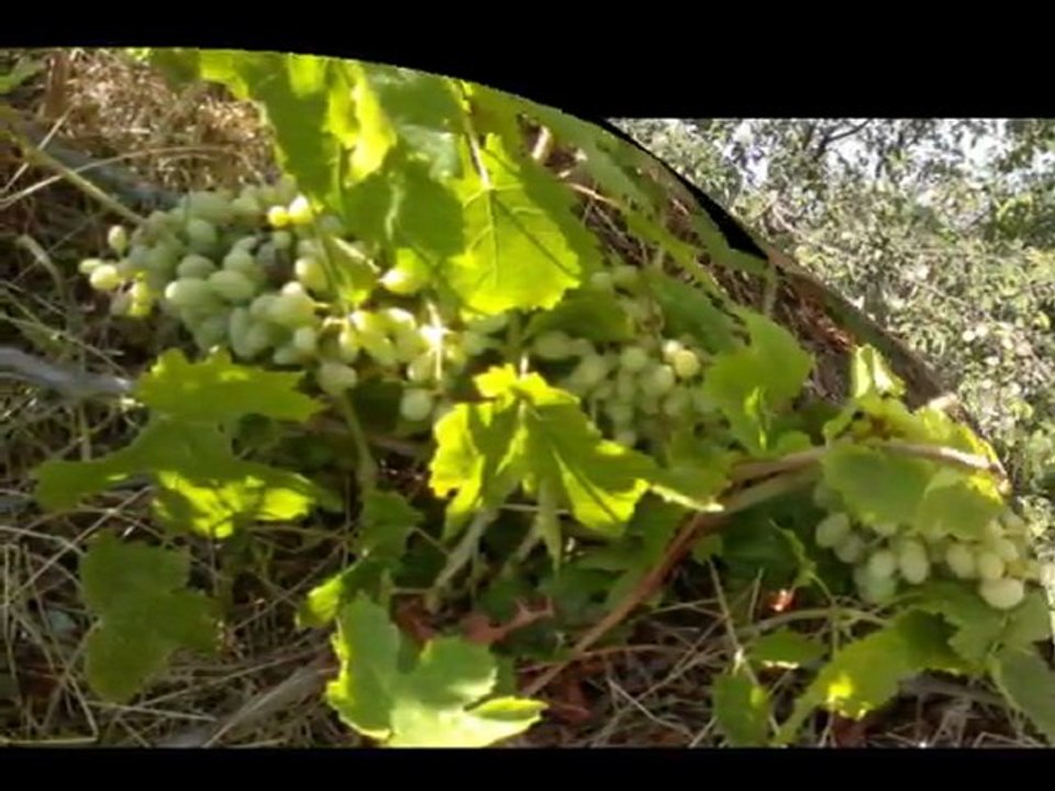 DOĞANHİSAR