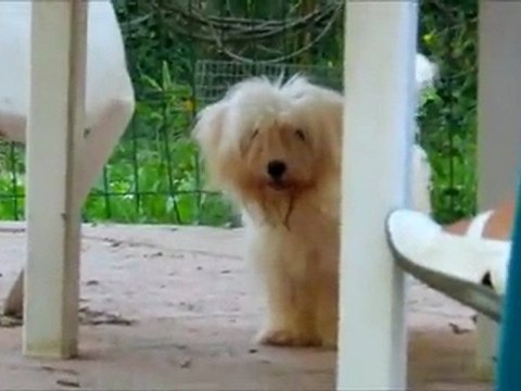 Coton de Tuléar Femelle sept 2011