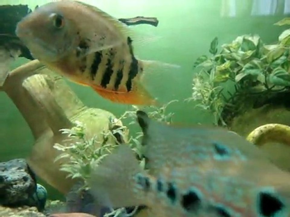 mon Bac de Cichlides Américain...!!!