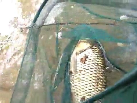 chevesne 52cm bord de marne au leurre souple