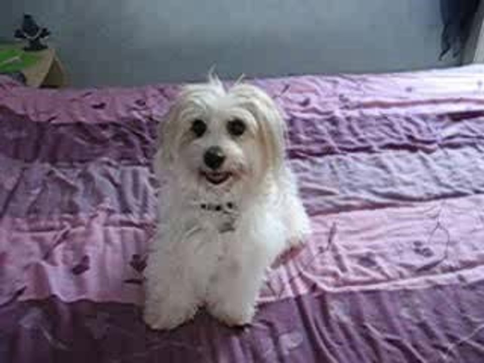 Ting Thally tong 2
