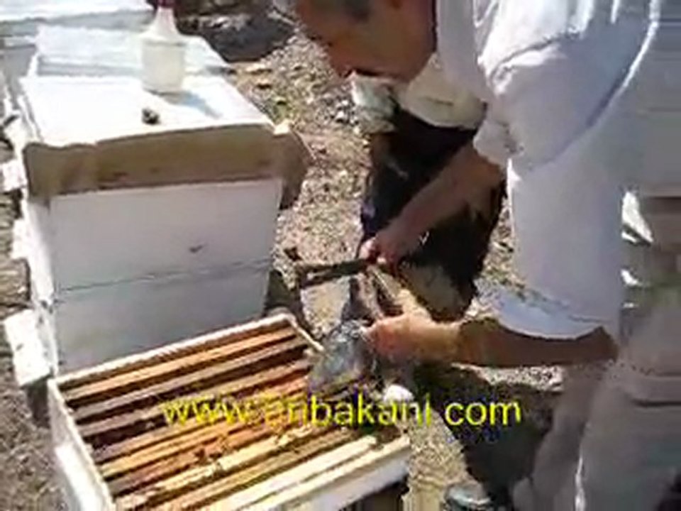 Trakya balı hasadı 2011, arıcılık videoları 1