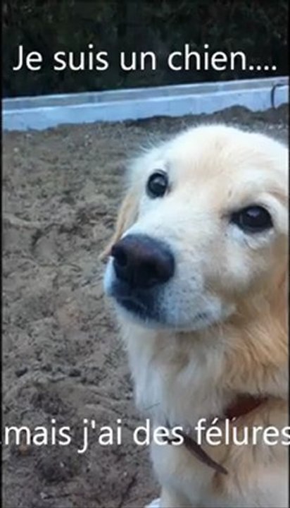 Je suis un chien....mais j'ai des félures.