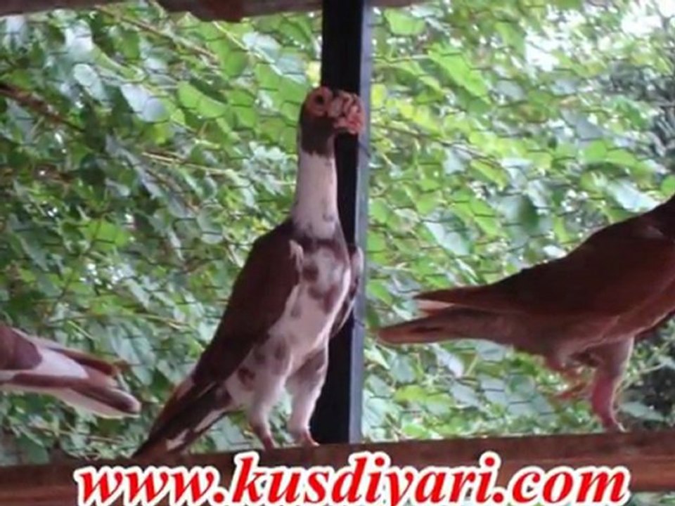 kusdiyari.com
